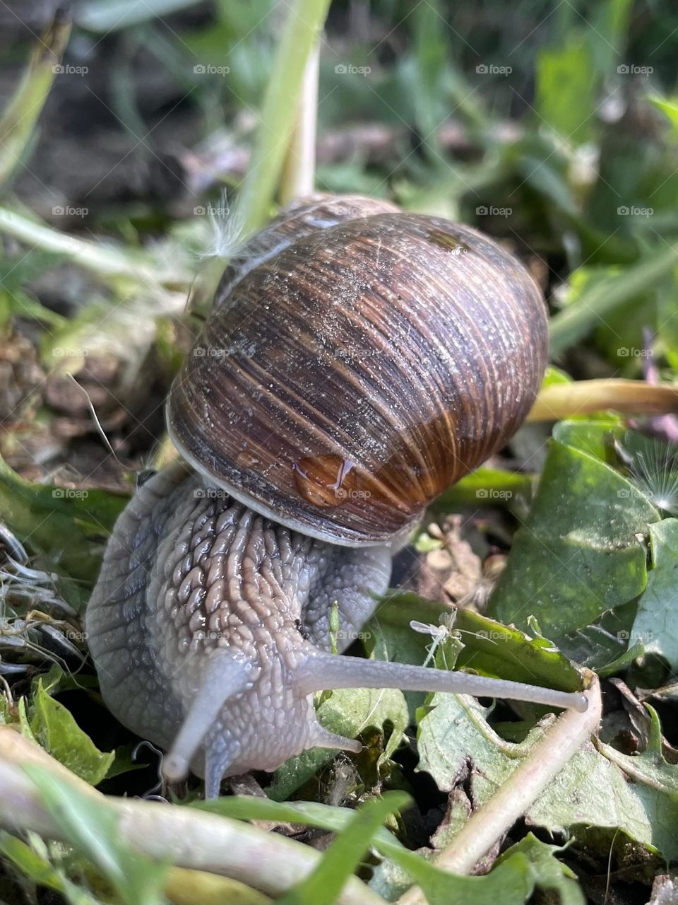 Snail