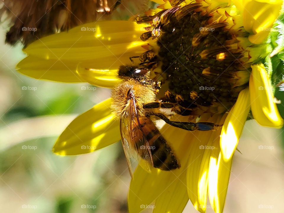 A honey bee pollinating a yellow North American common sunflower as dappled sunlight peers through illuminating the honey bee's upper body.