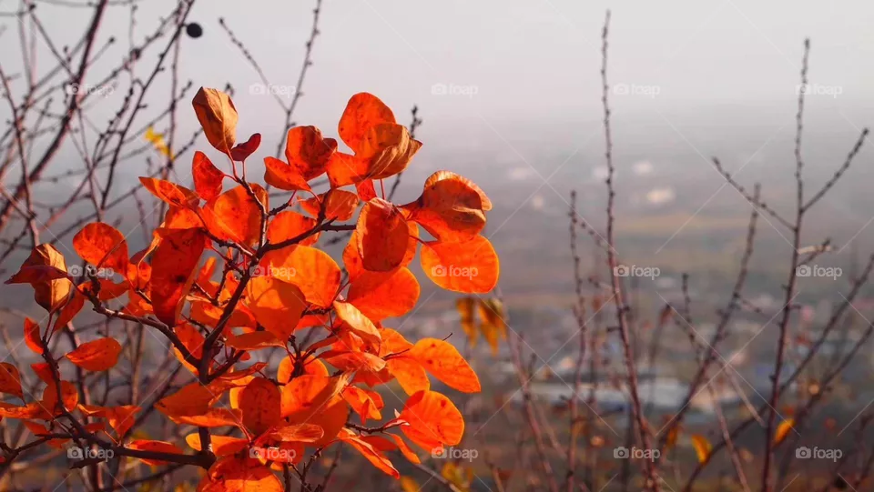 Red Leaf