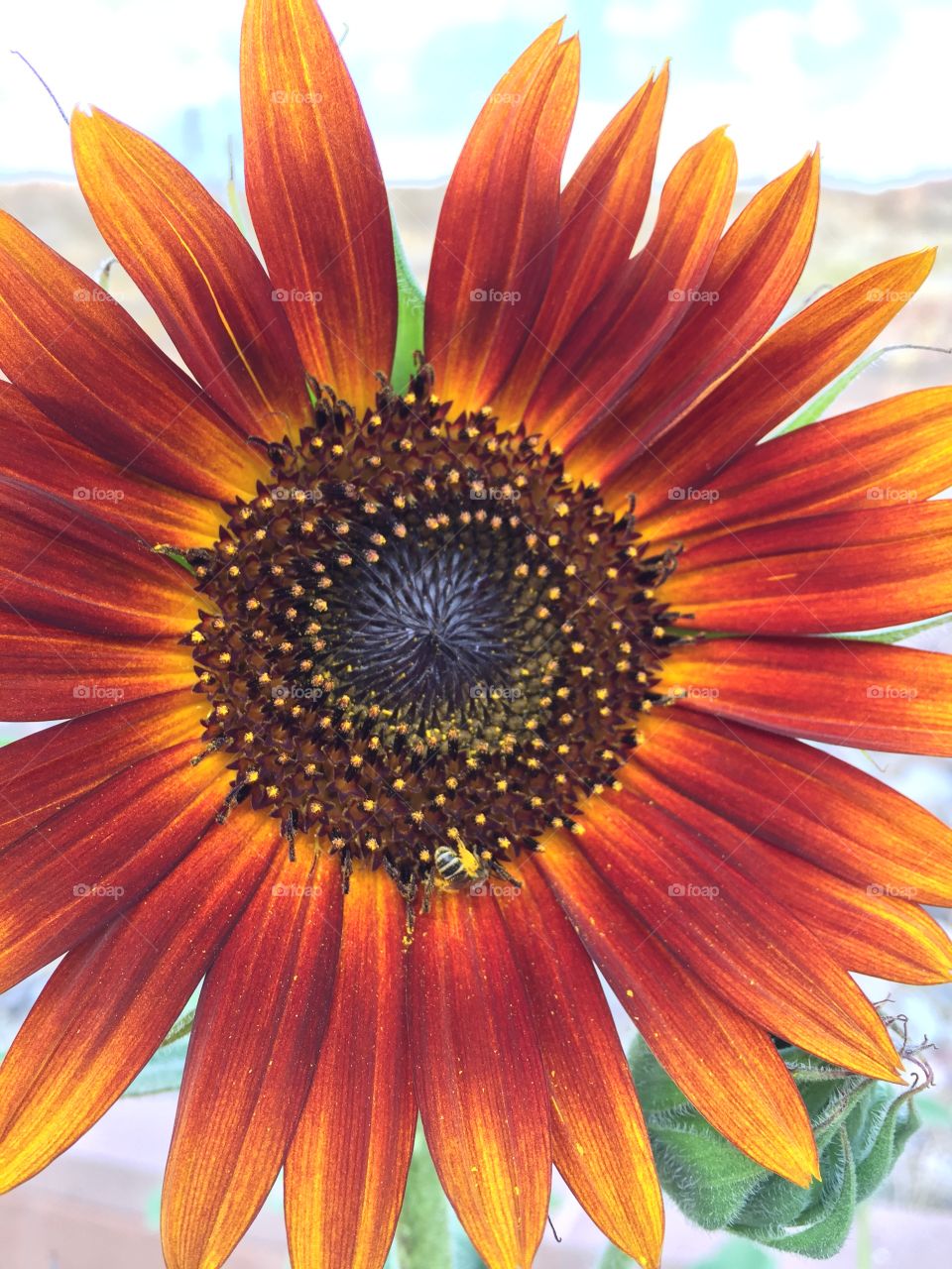 Sunflower pollen.