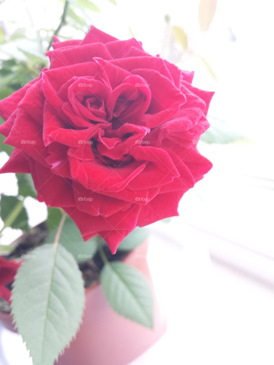 rose. spring red rose in my pot