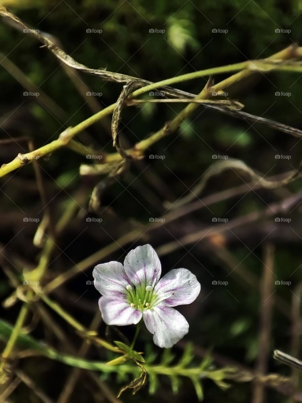 Macro photo of a flower growing in the forest