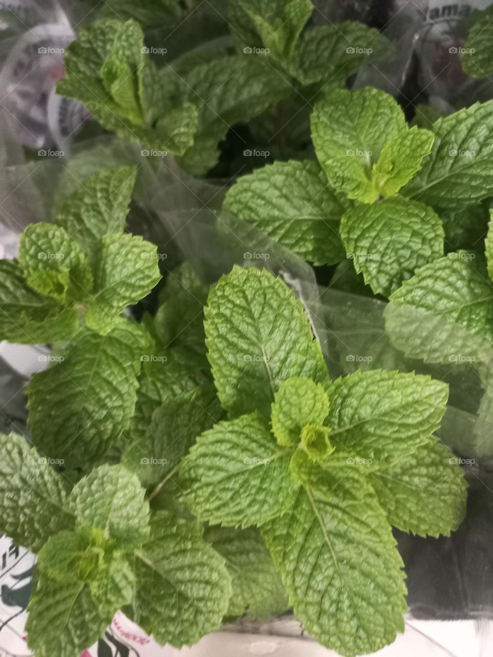 A  hortelã  é uma planta medicinal com vários benefícios  para a saúde,  como  digestão: S hortelã,  ajuda a fortalecer os órgãos  digestivos, prevenindo inflamações  e desconforto  no estômago,  alívio dr estresse e ansiedade