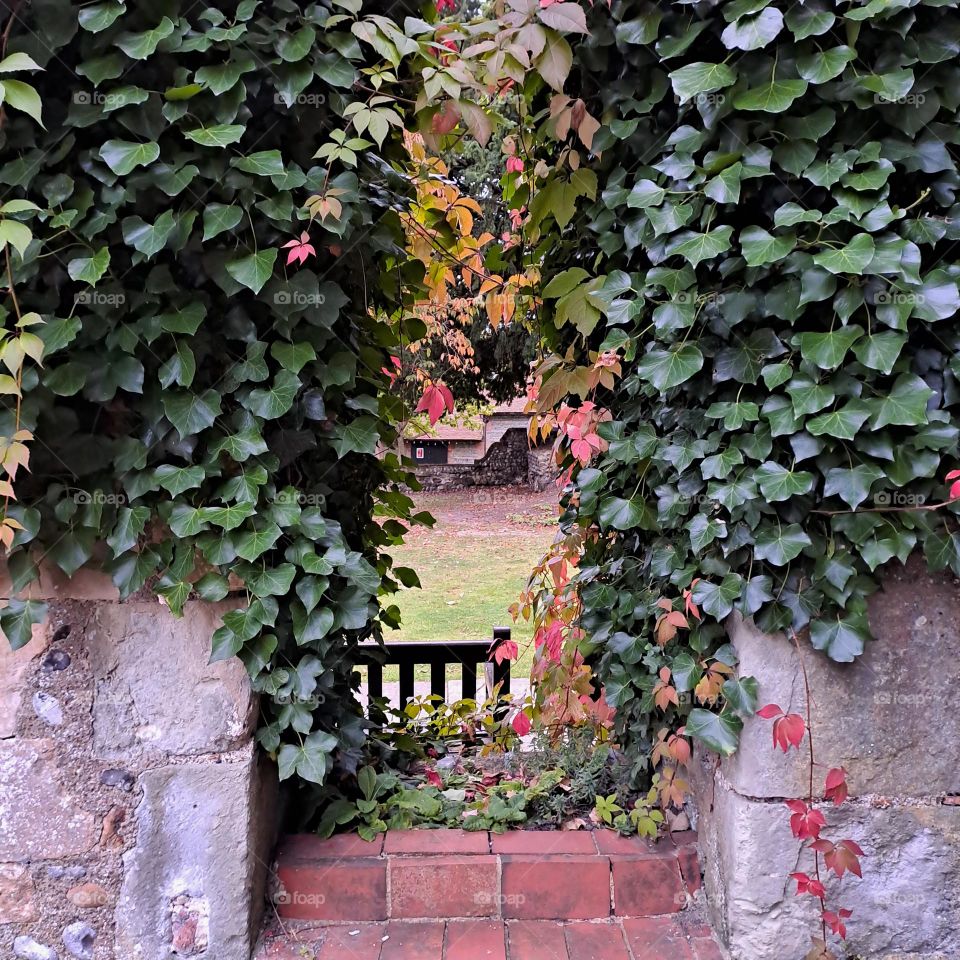 Ancient building with wild growing creepers turning autumnal colours growing around an ild window wirh a view to a seating area