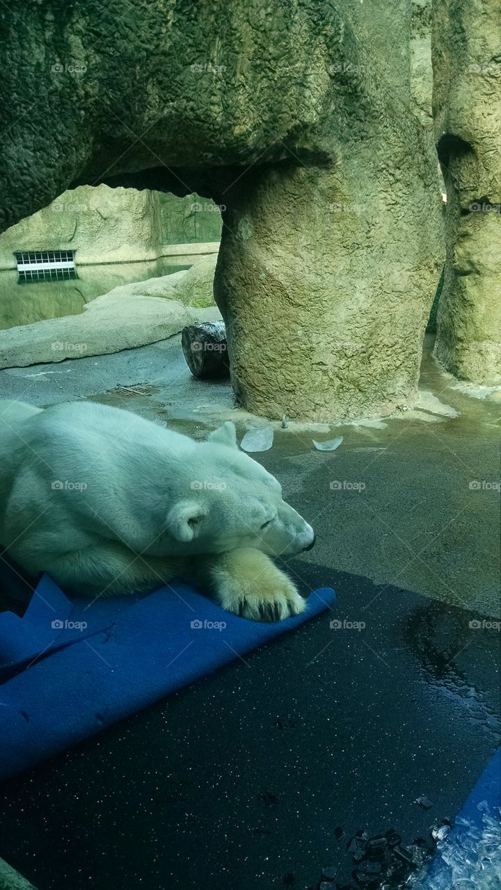 polar bear