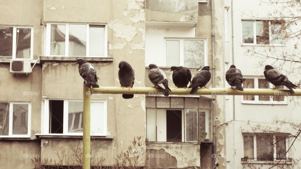 Neighbourhood doves