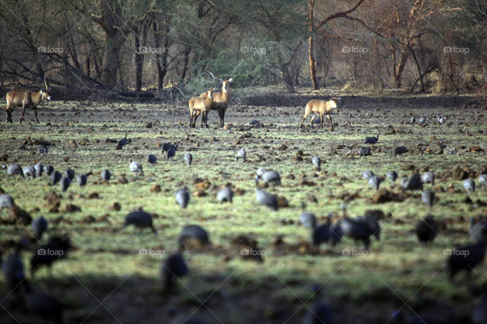 My first experience in filming wildlife in Dandar Nature Reserve in Sudan