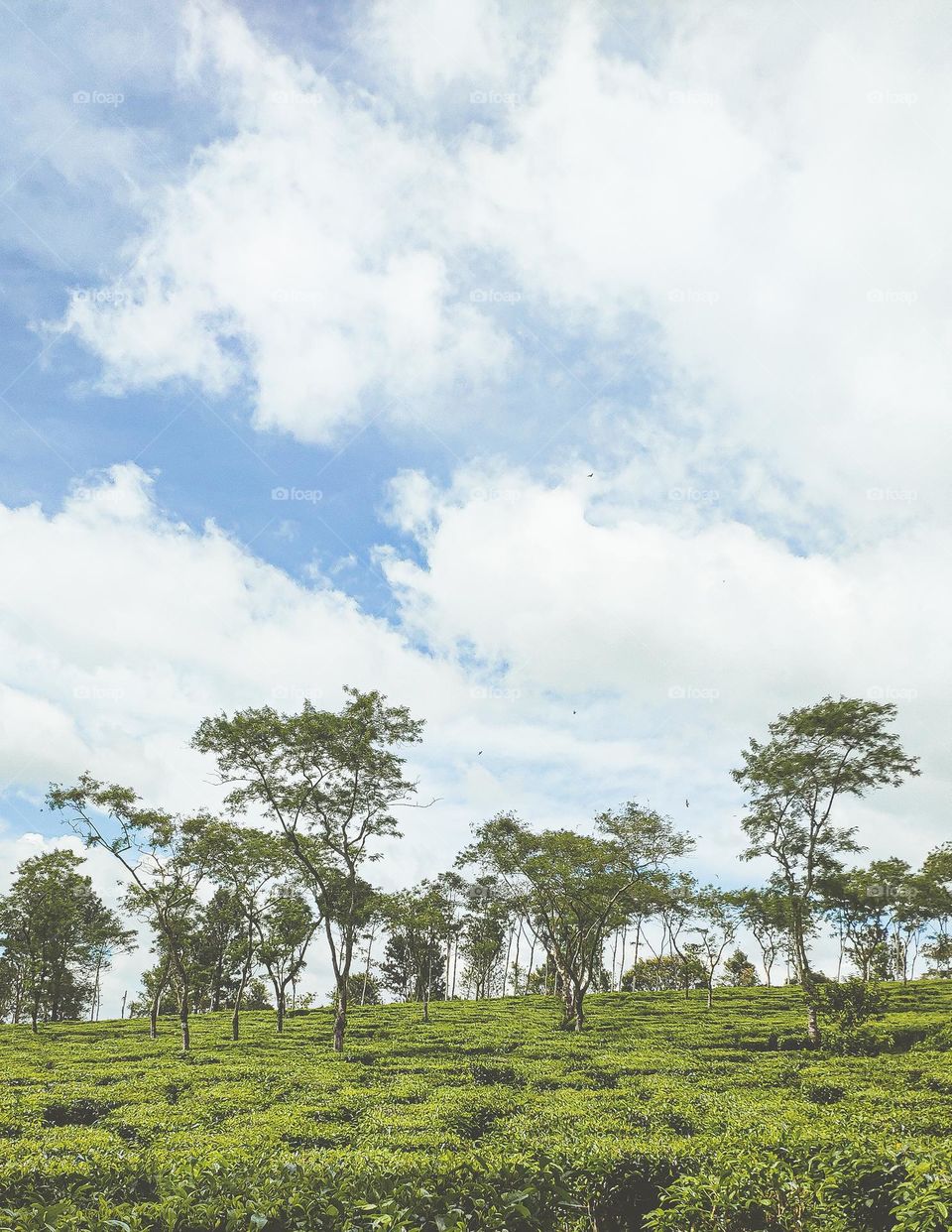 what a lovely tea plantation. breathtaking view and amazing place to stay.