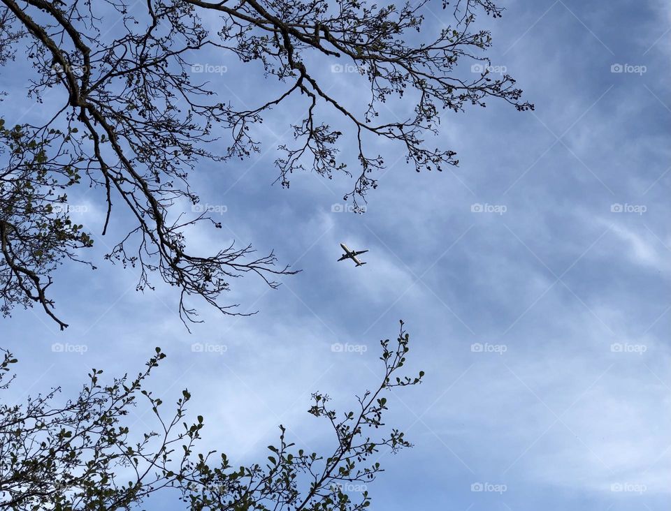 From the ground up, trees and planes 