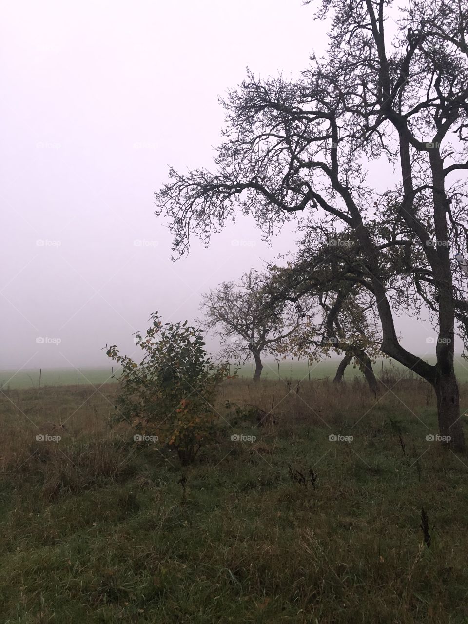 hazy autumn morning