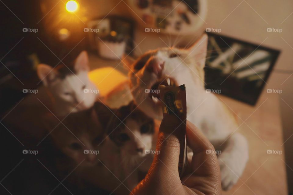 My name is Lynx and I love my treats, if you still can’t tell from this photo. 😹