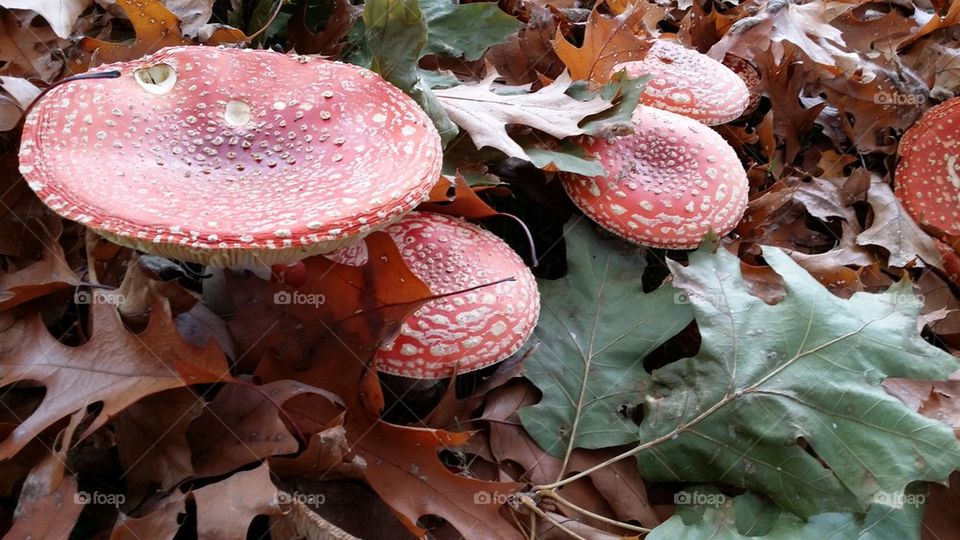 Mushrooms in Autumn Leaves