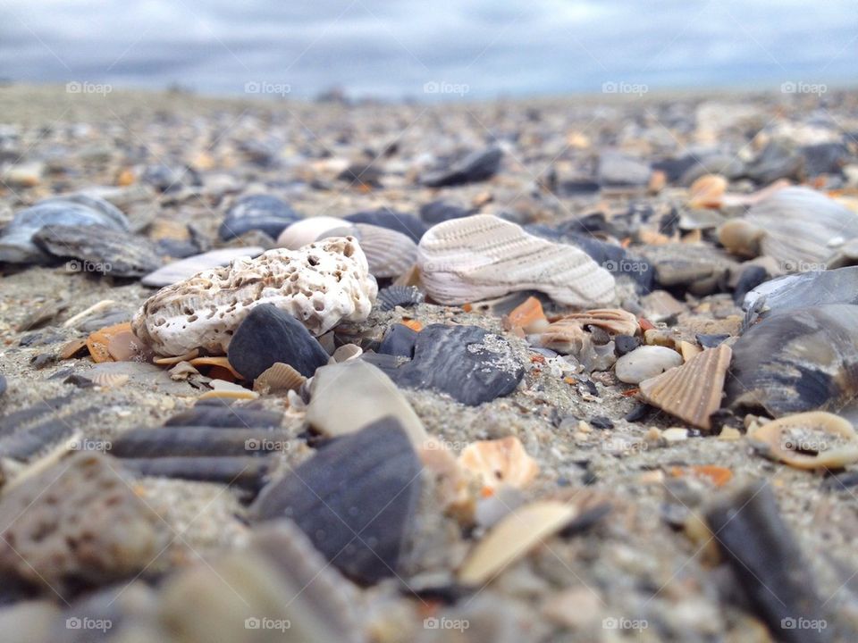 Seashells by the seashore.