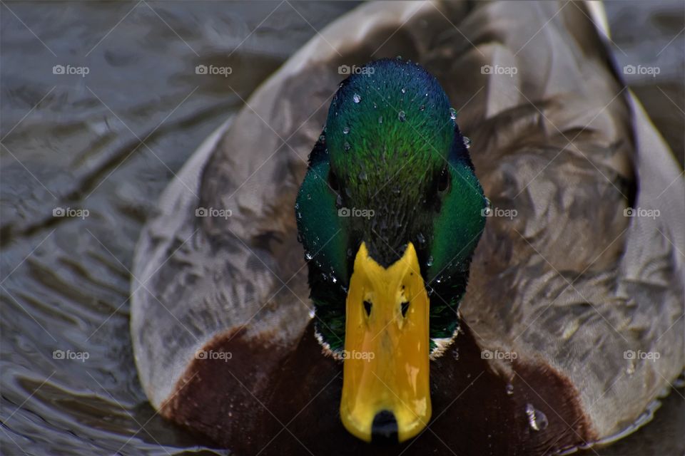 I took this photo of a mallard in NYC and I love the colors and the water droplets.