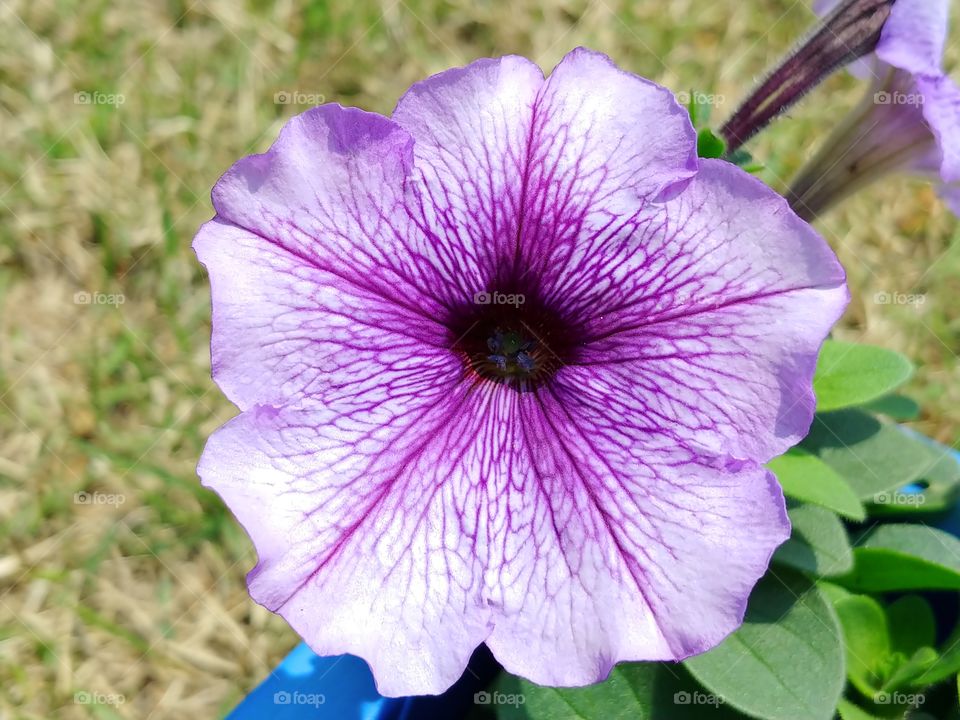 petunia south Korean petunia Petunias are one of the most popular garden bedding flowers. They have wide trumpet shaped flowers and branching foliage that is hairy and somewhat sticky. Petunias are prolific bloomers, although some forms require