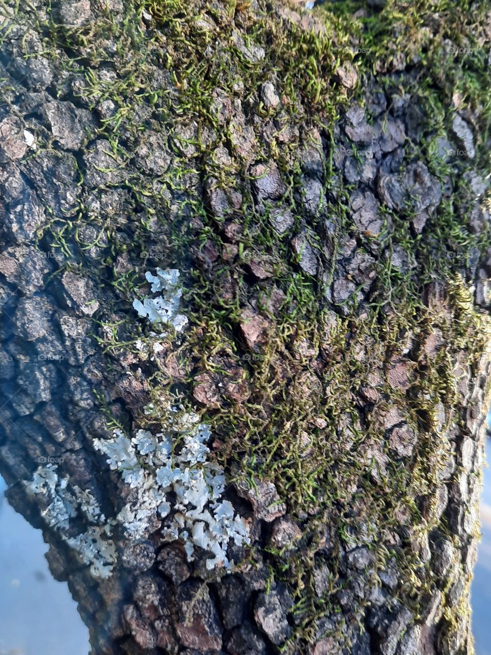 I'm lichen that tree