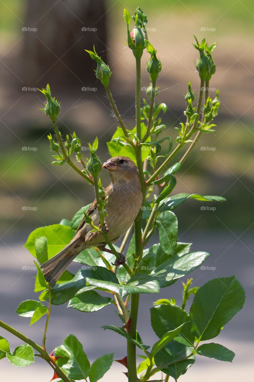 Sparrow at the rose bush