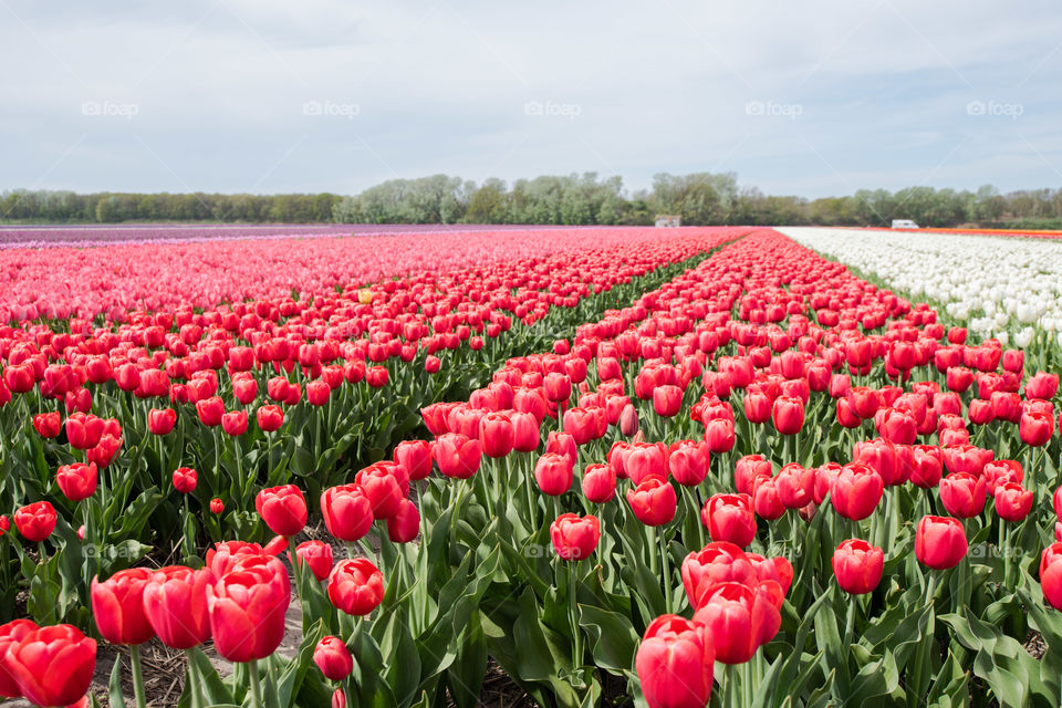 Red Tulip season blooming 🌷