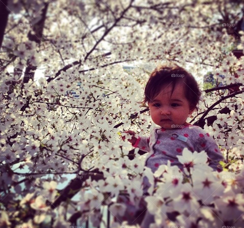 Cherry Blossom Baby