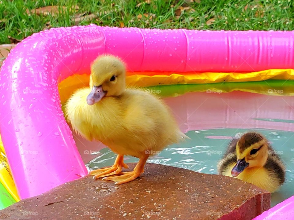 Ducklings in their pool