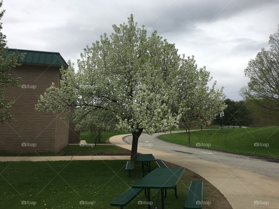 White blossoms