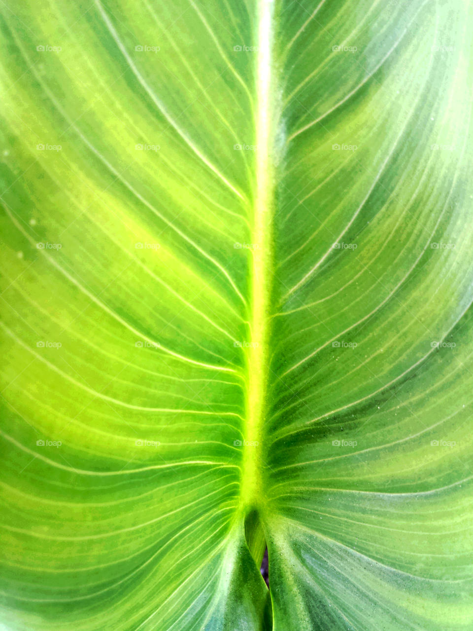 Palm Leaf
