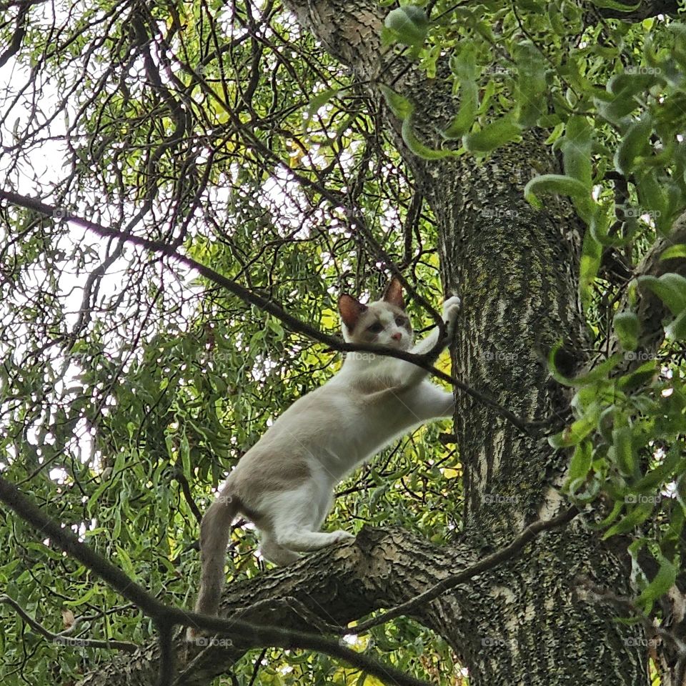 A Cat in the tree