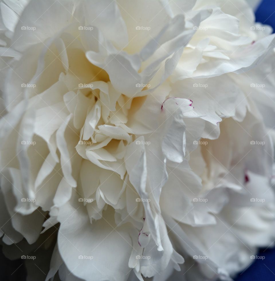 white petals peony flower macro beautiful texture background