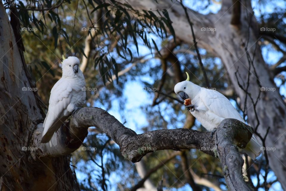 Yellow-crested cockatoos in Australia 