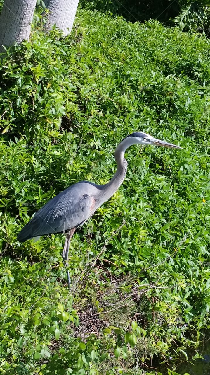 Hanging out with this heron