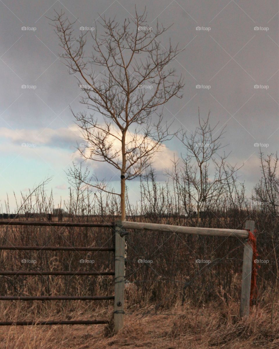 fence gate and tree spring. blue sky with storm clouds and large white cumulus cloud