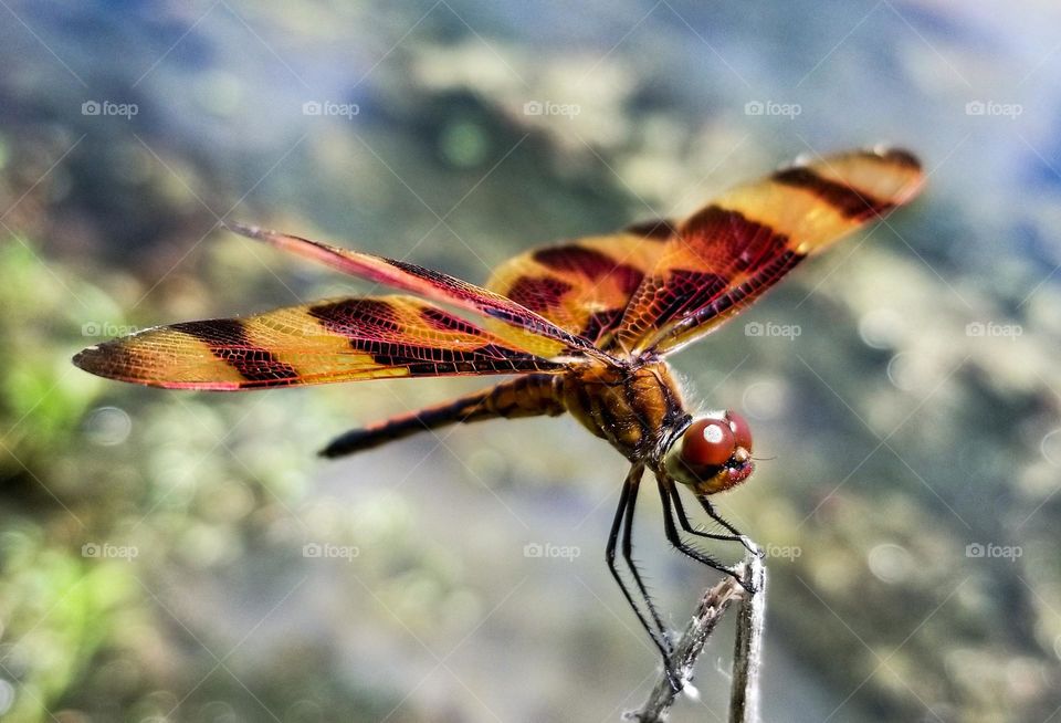 Halloween Pennant Dragonfly