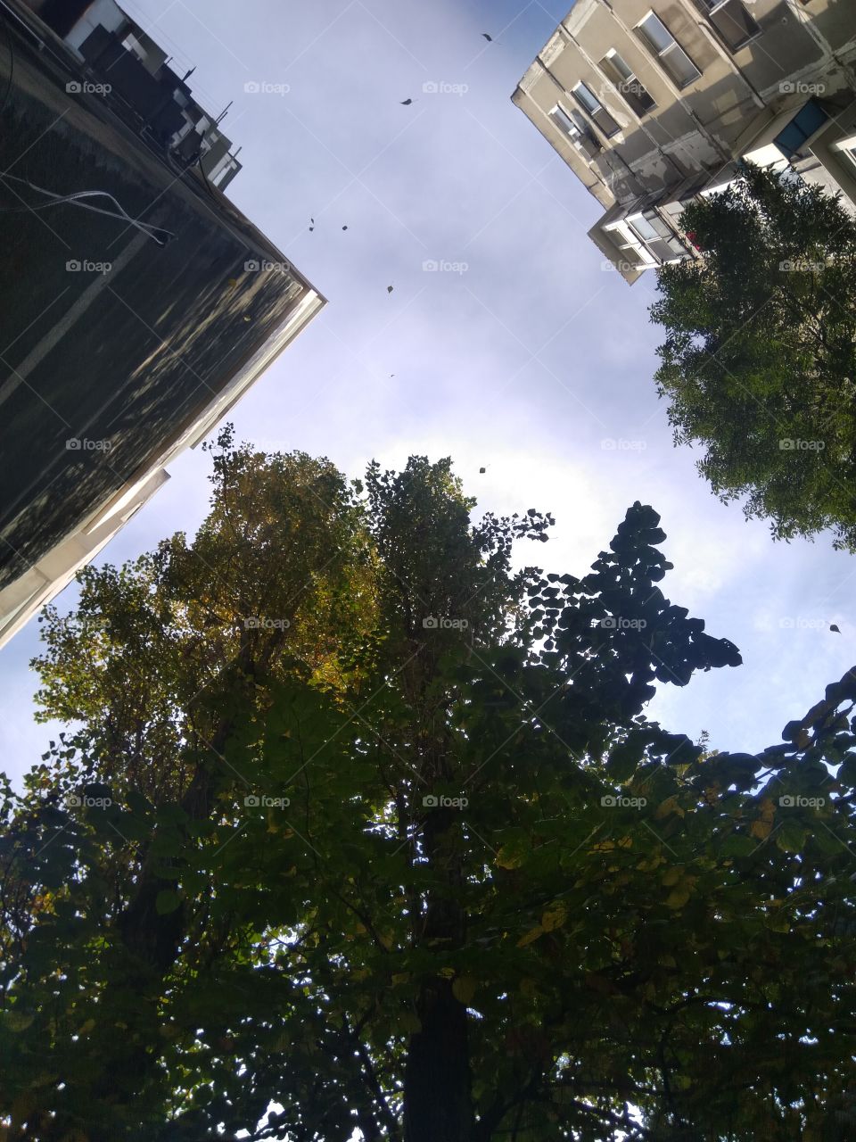 Leaves in the sky