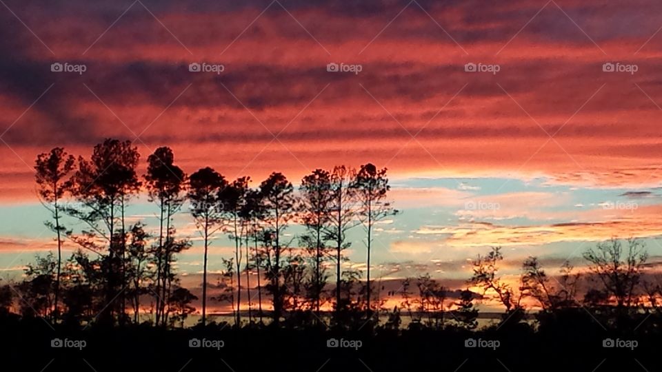 Florida Sunset through Pine Trees