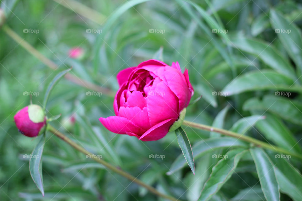 Peony, peonies, roses, pink, red, white, flowers, bouquet, summer, sun, nature. Landscape, still-life, village, flowerbed, plant, vegetation, grass, decor, fluffy, fluffy flowers, bulk flowers, plush flowers, petals, buds, leaves