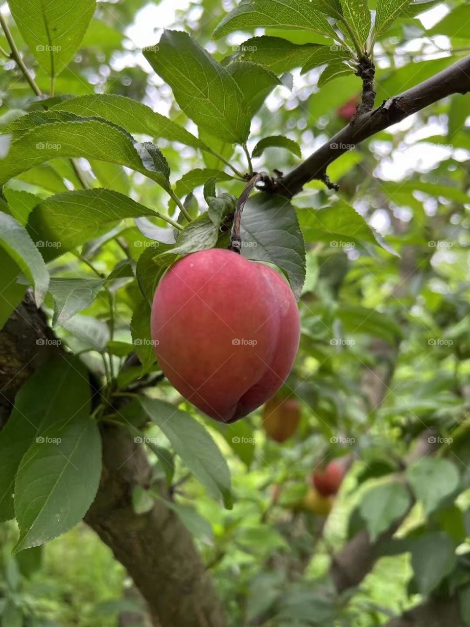 Peach coming red color 