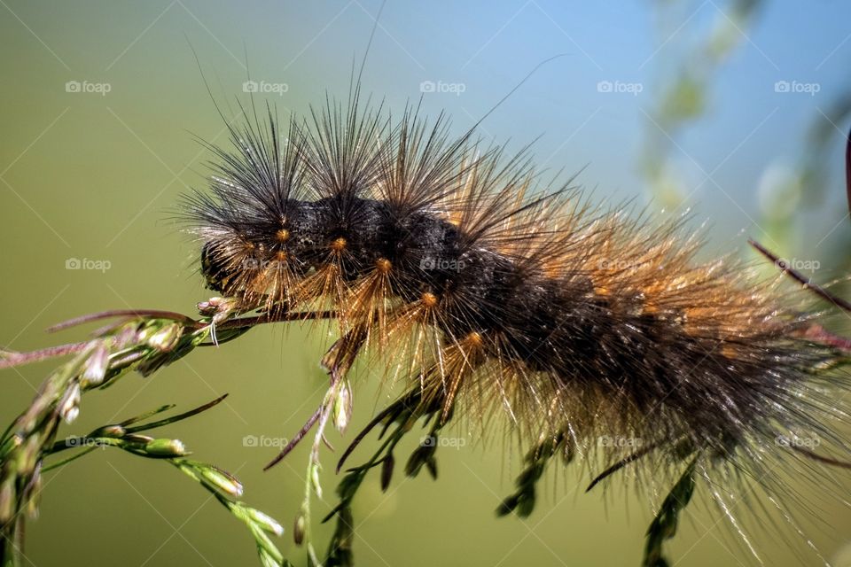 Gorgeous wooly worms take charge of the shrubbery during the autumn season in North Carolina. This particular one will become a Salt Marsh Moth.