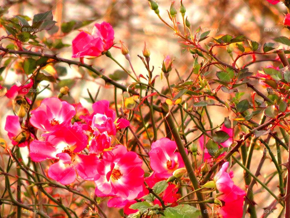 winter roses