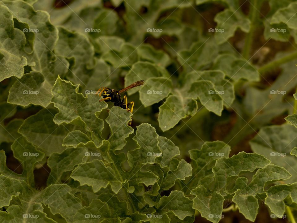 Yellow jacket in a watermelon plant