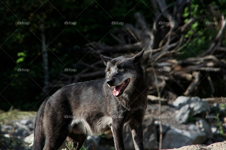 dogs mammals animals wolf by stef79