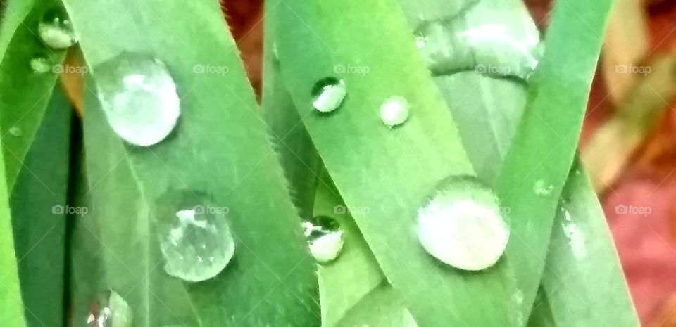 Greengrass#macro#drops#water#nature#leaves