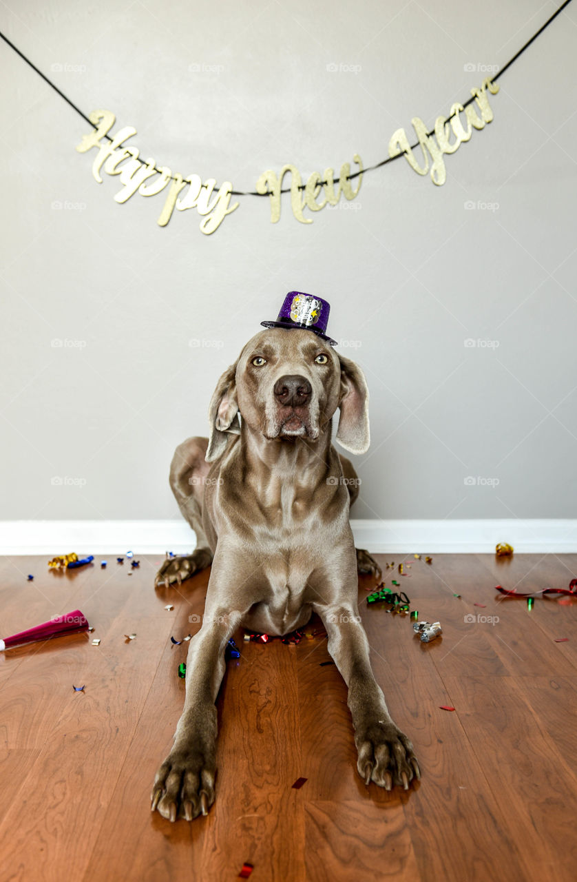 Weimaraner dog celebrating the New Year