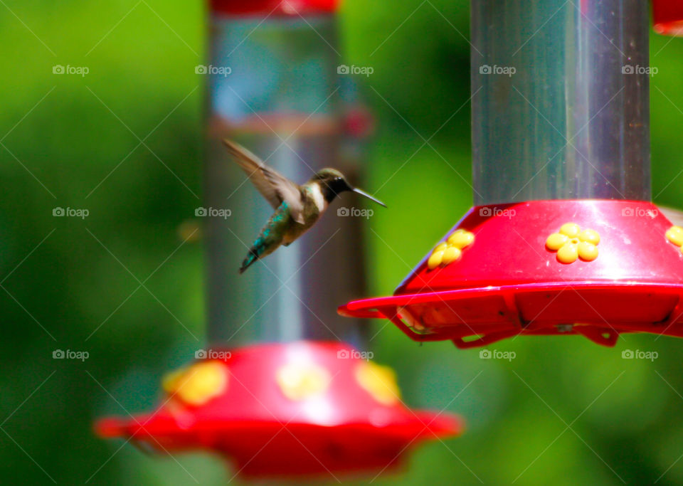 Hummingbird . A still shot of a feeding Hummingbird 