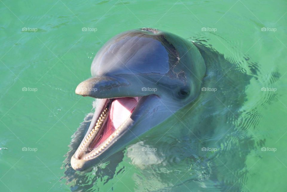 happy dolphin