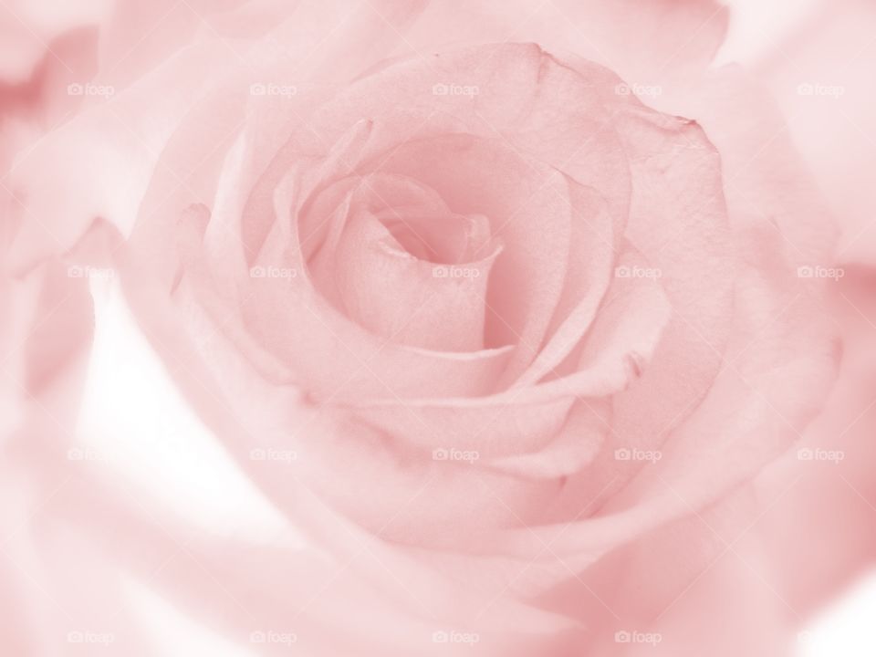 Pastel pink rose