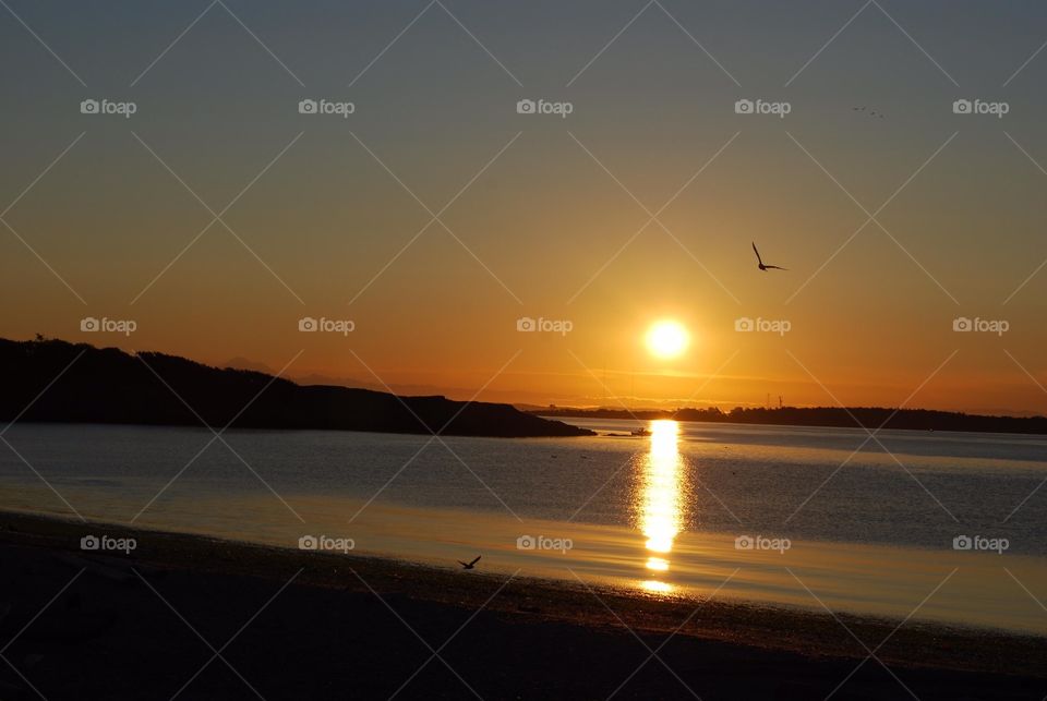 Silhouette of bird flying over sea