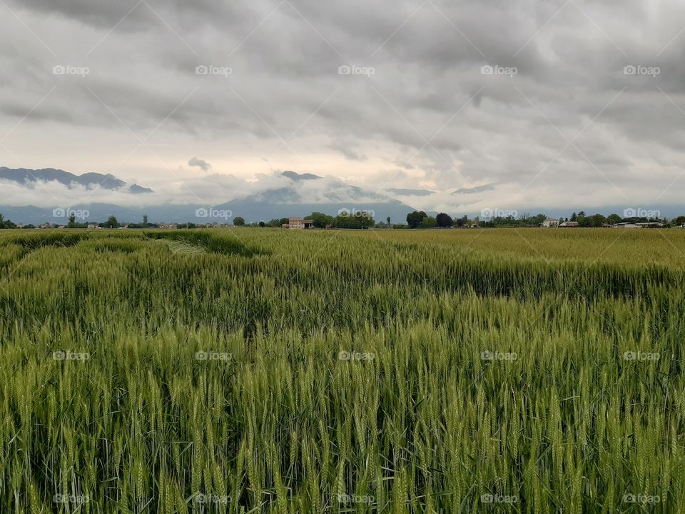 green field under a grey sky