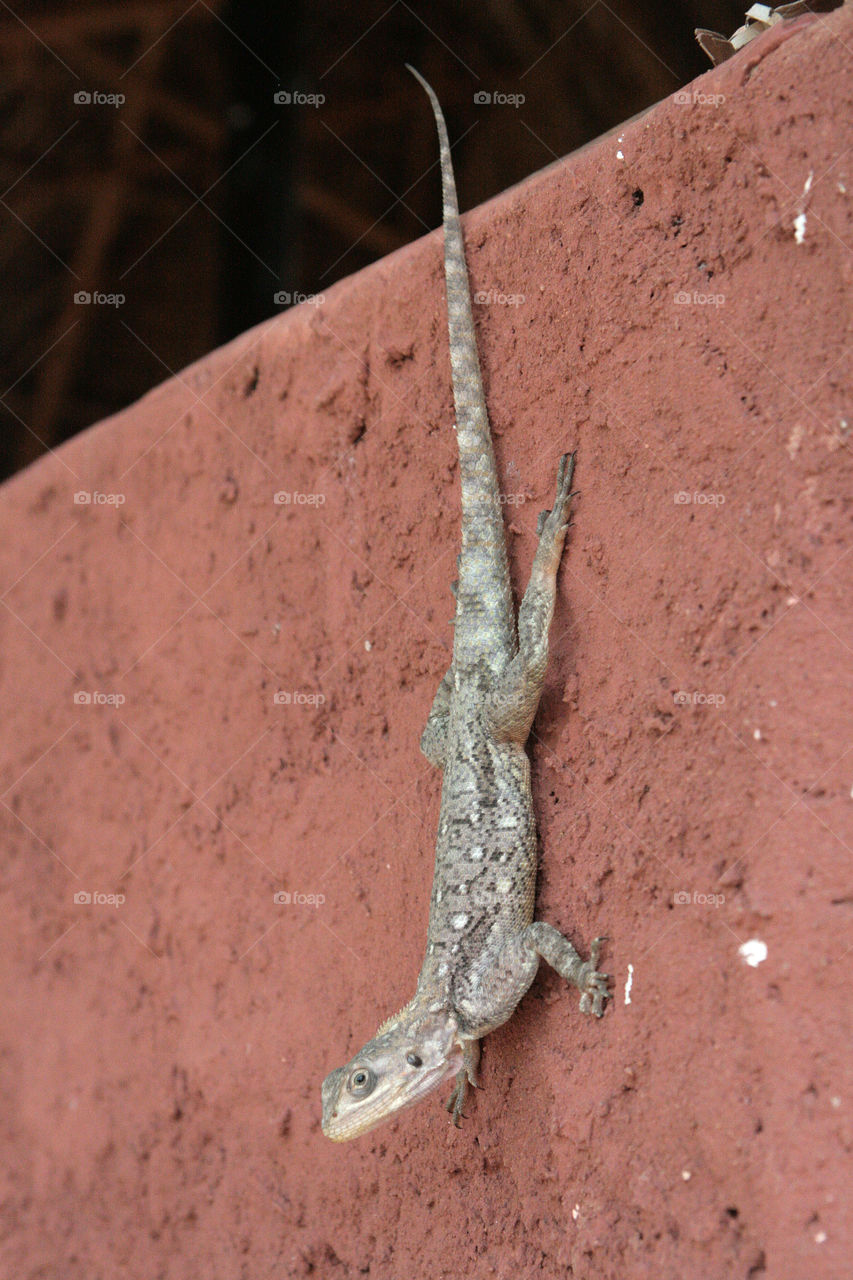 lizzard