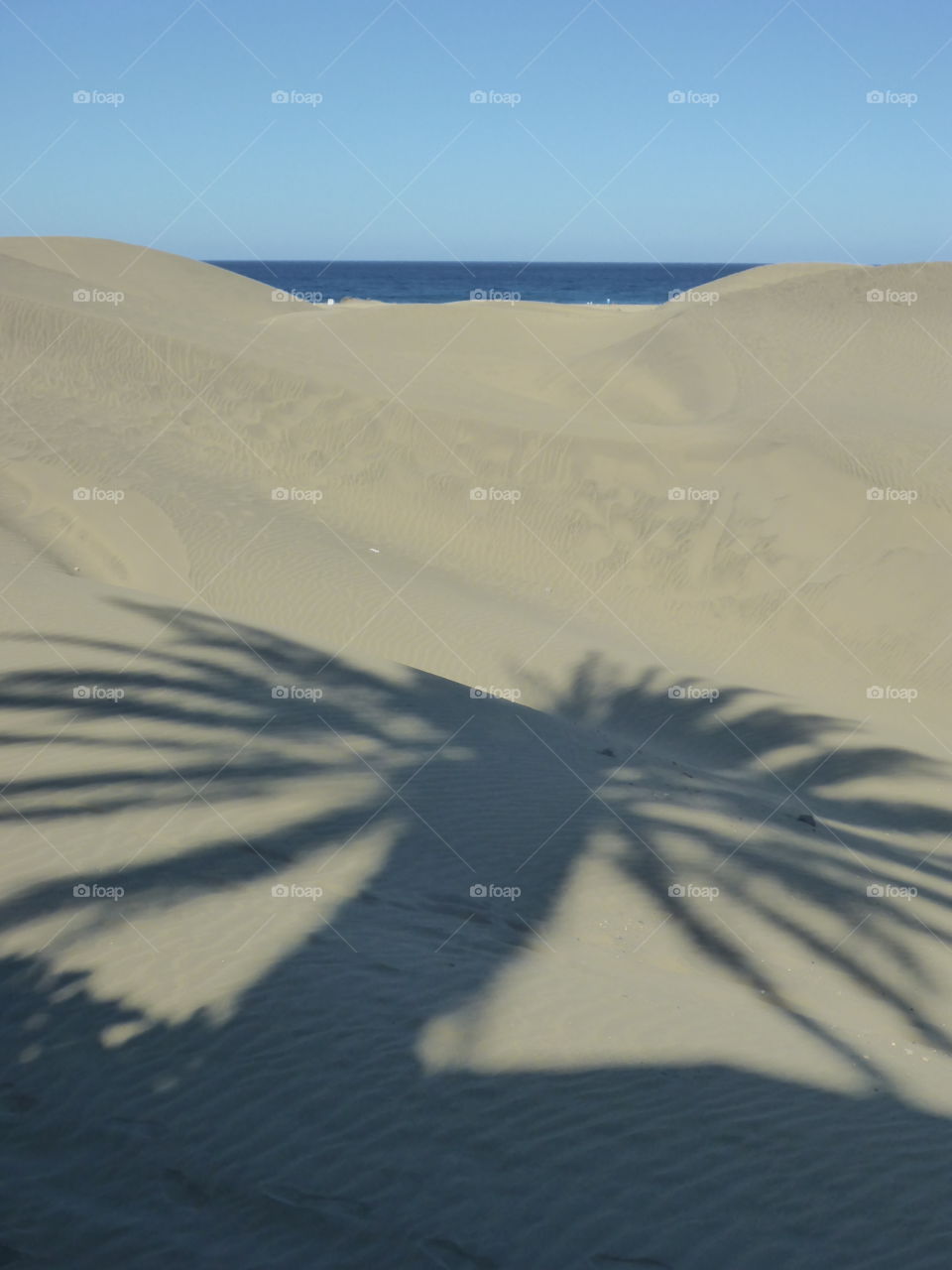 Beach Sand Palm shadow Summer 
