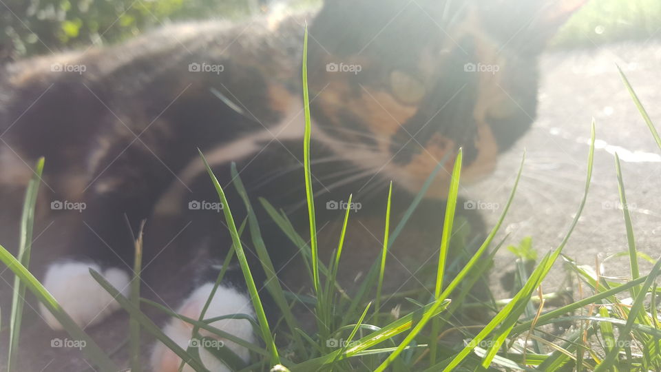 hiding in the grass